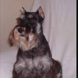 Miniature Schnauzer Puppies from A'Lord dog grooming