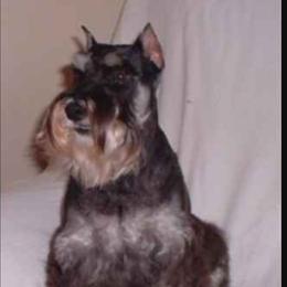 Miniature Schnauzer Puppies from A'Lord dog grooming