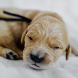 Gramercy - Black Collar - Light golden female Golden Retriever puppy in Stockton, California from Golden Weenie Club