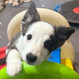 Boy 2 - Brindle and white male Cardigan Welsh Corgi puppy in Springfield, Illinois from Improv Show Dogs