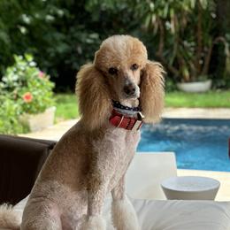 Mary Moon - Goldendoodle