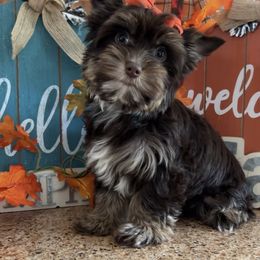 Olive - Liver female Yorkshire Terrier puppy in Parkersburg, West Virginia from Chocolate Diamonds in the RUFF
