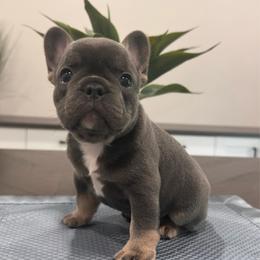 Blue -Tan - Blue male French Bulldog puppy in Smithfield, North Carolina from Roughneck Frenchies
