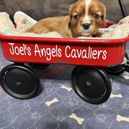 Roxie - Ruby female Cavalier King Charles Spaniel puppy in Poyen, Arkansas from Joels Angels Cavaliers