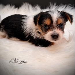 Black-white boy - Parti male Yorkshire Terrier puppy in Machesney Park, Illinois from Three Yorkie Family