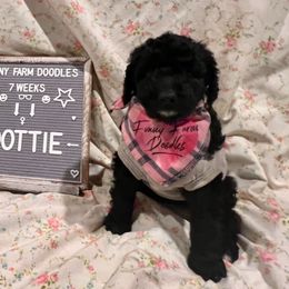 Goldendoodle and Poodle Puppies from Funny Farm Doodles