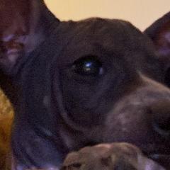 American Hairless Terriers from Edelweiss and JABO
