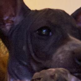 American Hairless Terriers from Edelweiss and JABO