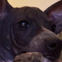 American Hairless Terriers from Edelweiss and JABO