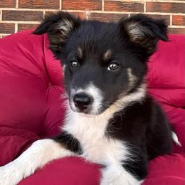 Spirit - Tri-color female Border Collie puppy in Rocky, Oklahoma from SoCal/Promise Land Border Collies
