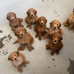 Goldendoodle Puppies from Poppy's Puppies