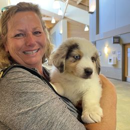 Australian Shepherd Puppies from Middle Fork Australian Shepherds