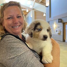Australian Shepherd Puppies from Middle Fork Australian Shepherds