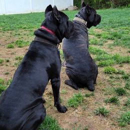 Cane Corso from Love Kennels