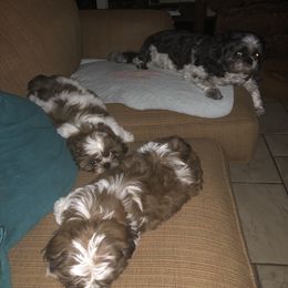 Shih Tzu Puppies from Sandi's Shih Tzu