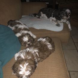 Shih Tzu Puppies from Sandi's Shih Tzu