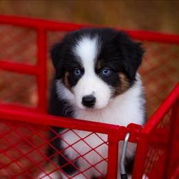 Cady - Black tri-color female Australian Shepherd puppy in Georgetown, Texas from River Reign Australian Shepherds