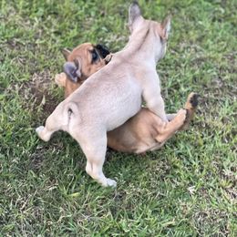 French Bulldog Puppies from Fulshear Frenchies