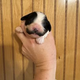 Cedric - Black and white male Cavapoo puppy in Eatonton, Georgia from TNT Puppies