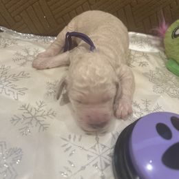 Angel - White female Poodle puppy in Mobile, Alabama from Semmy’s Standard Poodle LLC