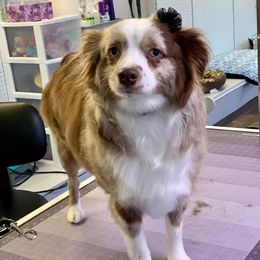 Miniature Australian Shepherds from El's Minis