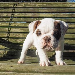 Bulldog Puppies from The Barking Lot
