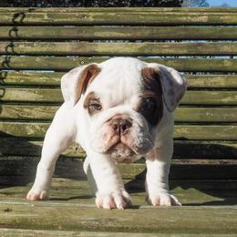 Bulldog Puppies from The Barking Lot