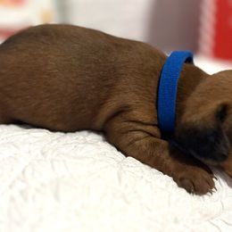 Boy Blue - Red Dachshund puppy in Modesto, California from Lola’s Doxies