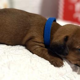 Boy Blue - Red Dachshund puppy in Modesto, California from Lola’s Doxies