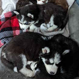 Siberian Husky Puppies from 3 Rivers Siberians(Richard's)