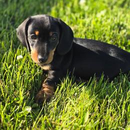 Duke - Black and tan male Dachshund puppy in Elma, Iowa from Iowa Dachshunds