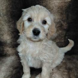 Sam - Cream male Goldendoodle puppy in Eau Claire, Wisconsin from Fisher River Doodle's