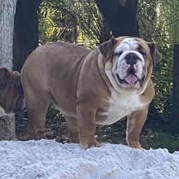 Millie - Bulldog