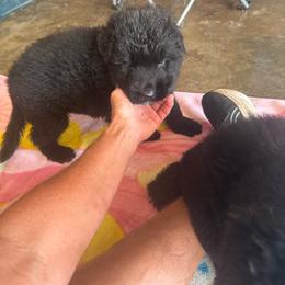 Girl 2 - Black female German Shepherd puppy in Fairdale, Kentucky from Kimberly's German Shepherds