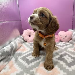 Pumpkin Roll - Red and white female Cocker Spaniel puppy in Claremore, Oklahoma from BRX Country Cockers LLC