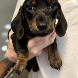 Bart - Black and tan male Dachshund puppy in Franklin, Tennessee from Wendy's Weenies