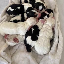 Coming soon - Black brown and white female Basset Hound puppy in Brandon, Mississippi from Milton’s Bassets