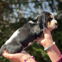 Female 1 - Black white and tan female Basset Hound puppy in Lindley, New York from Hill Top Basset Hounds & Cane Corso