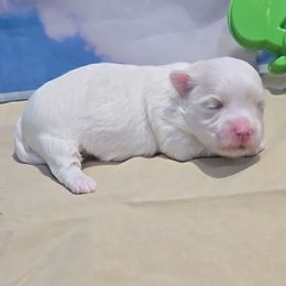 Monty - White and lemon male Maltese puppy in Aurora, Missouri from KnJ Precious Paws LLC