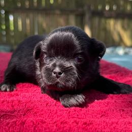Male 1 - Black and white male Shih Tzu puppy in Mobile, Alabama from FluffyTail Shih Tzu