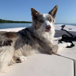 American Corgi, Border Collie, and Pembroke Welsh Corgi Puppies from Cowtown Corgis & Border Collies