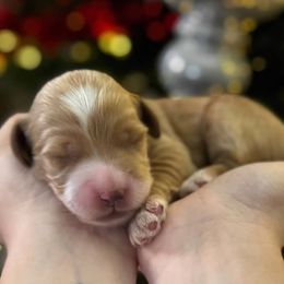 Boy 3 - male Goldendoodle puppy in Peoria, Arizona from Cactus Doods