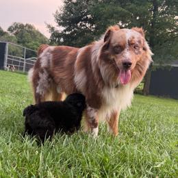 Waylon - Australian Shepherd