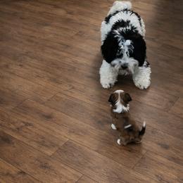 Havanese Puppies from Cajun Coast Havanese