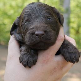 Thorn O'Sally - Chocolate male Labradoodle puppy in Rock Island, Tennessee from Harvest Sky Kennels