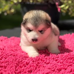 Girl 7 - Gray and white female Alaskan Malamute puppy in Ramsey, Minnesota from Windchaser Kennels