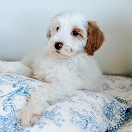 Selah- Pink Collar girl - Parti female Goldendoodle puppy in Ruthorfordton, North Carolina from Duncan Doodles Goldendoodles