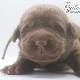 Boy 2 - Chocolate male Labrador Retriever puppy in Capron, Virginia from Triple Creek Kennel