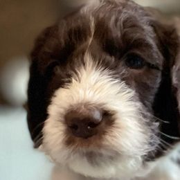 Mitzi - Springerdoodle puppy from SpringerDoodles at the Beach