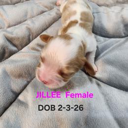 AKC JILLEE - Blenheim female Cavalier King Charles Spaniel puppy in Joplin, Missouri, Missouri from HOL-A-DA CAVALIERS